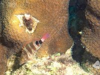 Redspotted Hawkfish1